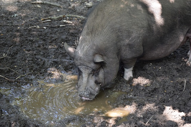 球门的敏锐 球门的敏锐