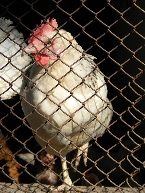 最佳称号可 最佳称号可